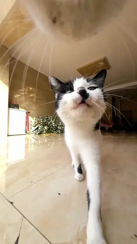 Maxwell who went to visit his good friend's house#catsoftiktok 