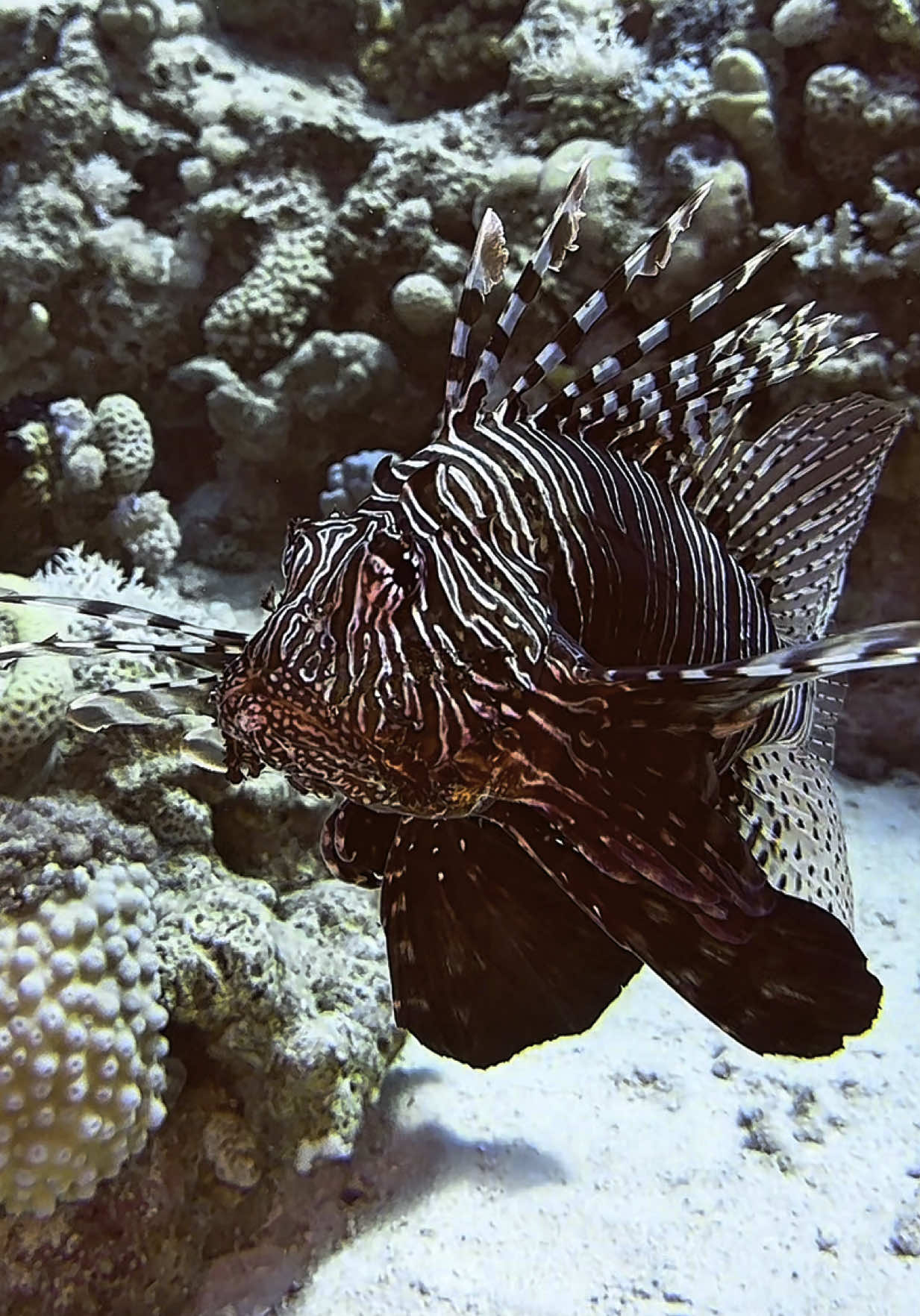 Kings of the Deep! 🔥🐟🔥” Majestic, deadly, and absolutely mesmerizing—these two lionfish glide like ghosts through the ocean’s realm. Their venomous spines make them perfect hunters, their elegance turns them into true icons of the underwater world. Filmed with the iPhone 16 Pro Max & @divevolk_de Underwater-Housing… because every current, every detail, and every movement deserves to be captured in breathtaking clarity. If you want to feel the magic of the deep, you need uncompromising quality! 🌊📸 🔥💙 Who’s ready to dive into this world with us? 🎥 @pitt_surrounded_by_water  📍 #RedSea #Egypt #UnderwaterMagic #Lionfish #OceanKings #DeepBlue #iPhone16ProMax #DiveVolg #ExploreTheOcean #WildlifePhotography #NatureIsBeautiful #ViralSea #Scubadiving #Marinelife #Tauchen #Unterwasserwelt 