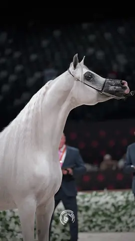 #خيل_عربي_اصيل #اكسبلور #تصويري 