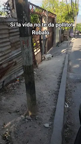 Lo que se encuentra uno en la calle 🤣 #gato #gatoladron #gatoloco #catlovers #gatitos 