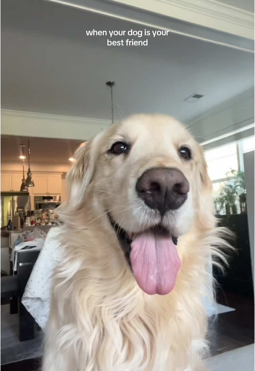 he’s a paid actor 👏🏼 #trending #dogsoftiktok #goldenretriever #relatable #smiletrend #trending 
