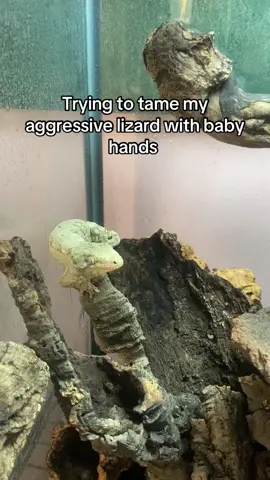 Having an #aggressive leachie #gecko is NOT for the weak #fyp 