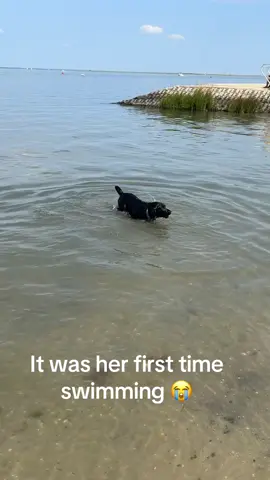 “Labs are known for their swimming abilities” 