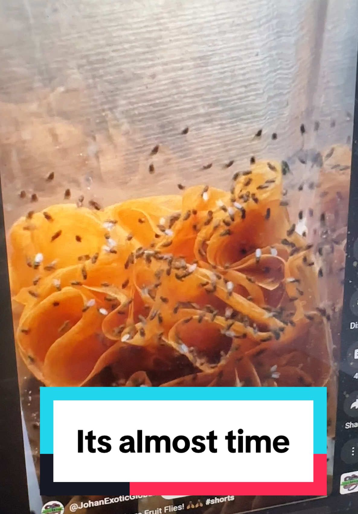 Why are people doing this? 🤔 #fruitfly #fruitflytrap #spring #tiktokmademebuyit #TikTokShop 