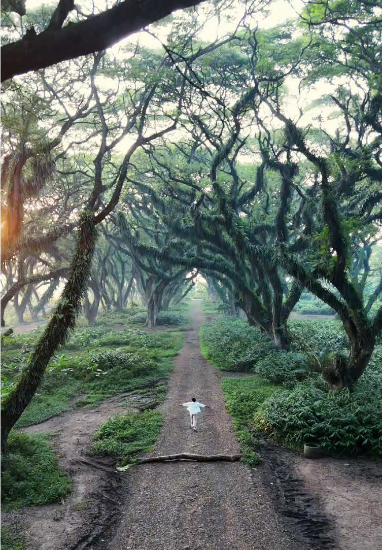 Nemu hutan mirip di film Lord Of The Rings De Djawatan Banyuwangi #djawatan #dedjawatan #banyuwangi #dedjawatanbanyuwangi #fotograferbanyuwangi #sewadronebanyuwangi 