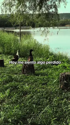 hoy me siento algo perdido💔…  #monlaferte #fyp #viral #musica #mexico #chile #otranochedellorar #viral_video #amor #monterrey #paratii 