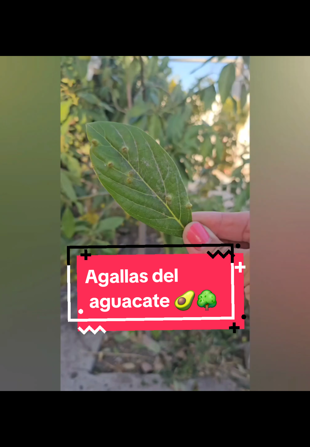 #PLAGAS ¿Conocías la plaga de AGALLAS en hojas?  Varias plantas son susceptibles, sin embargo los aguacateros son los afectados más comunes 🥑🌳 . . . . . . . #PLAGAS #plagas #plagasenplantas #aguacate #plagas #arboldeaguacate #aguacate🥑