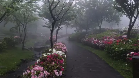 #beautiful #foggy #fog #nature #mist #weather #flowers #rain #trees #cloudy #rainyday #raindrops #rainy #aesthetic #cold #creepy 