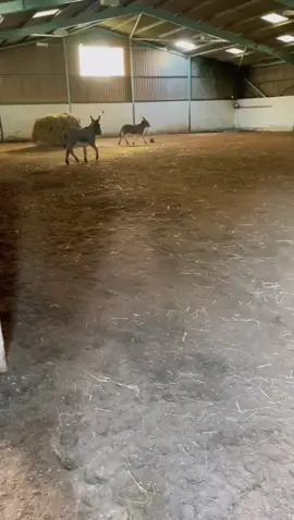 Friday FUN! 🤩 #daddycool #animalsfriends #zoomies #special #friends #equestrian #donkeys #feelinggood #mentalhealthmatters #feelgoodfactor #viralvideos #farmlife #fyp #animals #loveyou #funny #yard 