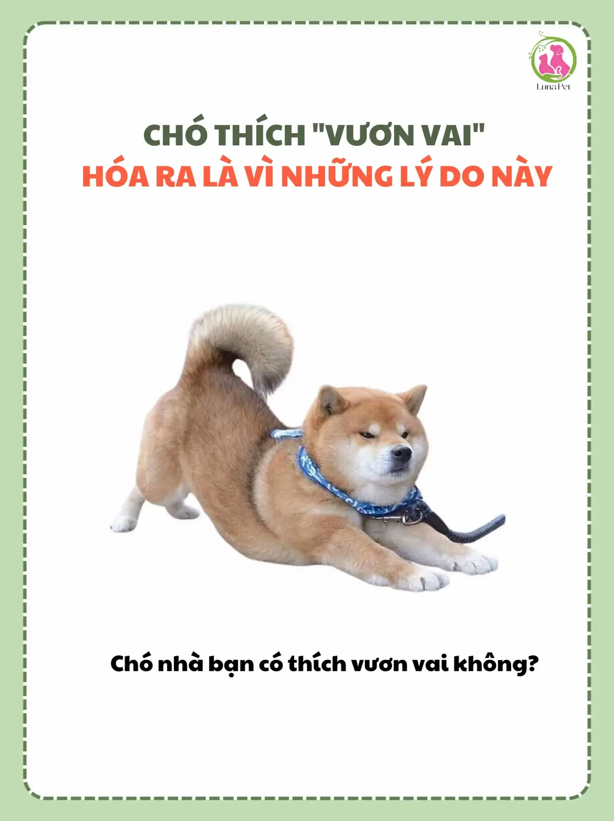Chó thích vươn vai hóa ra là như vậy 😂 #xuhuong #fyp #LearnOnTikTok #lunapet_sg #trend #thucung #dogsoftiktok #dog #doglife 