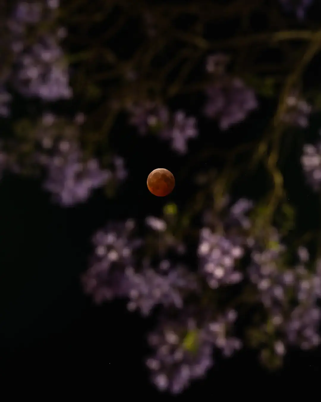 Eclipse Lunar con las jacarandas 🌕🌸✨️ La razón por la que moría por ir al eclipse era para hacer estas composiciones bonitas. Gracias @lucdelao por ser ceder tu camarita y telefoto y ser mi equipo en este suceso tan único. 💜 Y obvio, siempre con la mejor comunidad @fotoexplora.mx #eclipselunar #cdmx #mexicomágico #mexicocity #jacaranda #mexico🇲🇽 #cdmx🇲🇽 #photography 