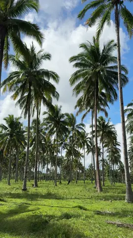 Peaceful coconut farm in the Province is all I want when I grow old! Char #fy #fyp #fypage #coconut #farm #farmlife 