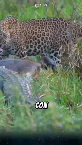 Cá sấu xin đểu thức ăn của báo hoa mai. #dongvat 