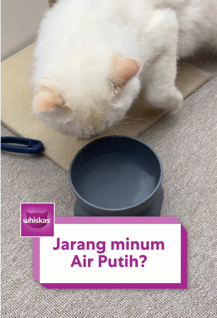 Anabul jarang minum air? 😿  Jangan sampai dehidrasi, pawrent! Bantu anabul tetap terhidrasi dengan Whiskas Pouch. Pawrent, yuk pastikan anabul tetap sehat! Checkout sekarang! 🛒💜 #whiskas #WhiskasIndonesia #WhiskasPouch #catoftiktok #fyp #fypage #kucingtiktok #catloversindonesia 