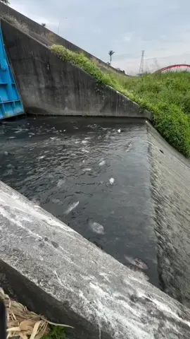 Ikan tongkol terbawa arus air #ikan #mancing #mancingmania #bolang #sungai #mancingikan #monster #toman #lele #tongkol #drama #lucu #hiburan #ngakak #fyp #reel #viral #india #dramalucu #dramachina #dramaindo 