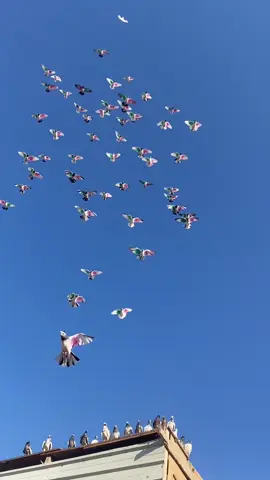 فصلها ٤ ساعات واكفه على المدينه #تار #تور #رماني #رمانيات #طيور #حمام #طيور_الزينة 