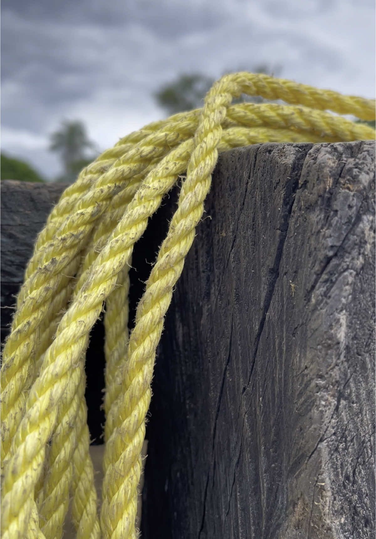 Mi abuelo si me decía carajo #llano #caballos #llanera @Jesus Montoya 