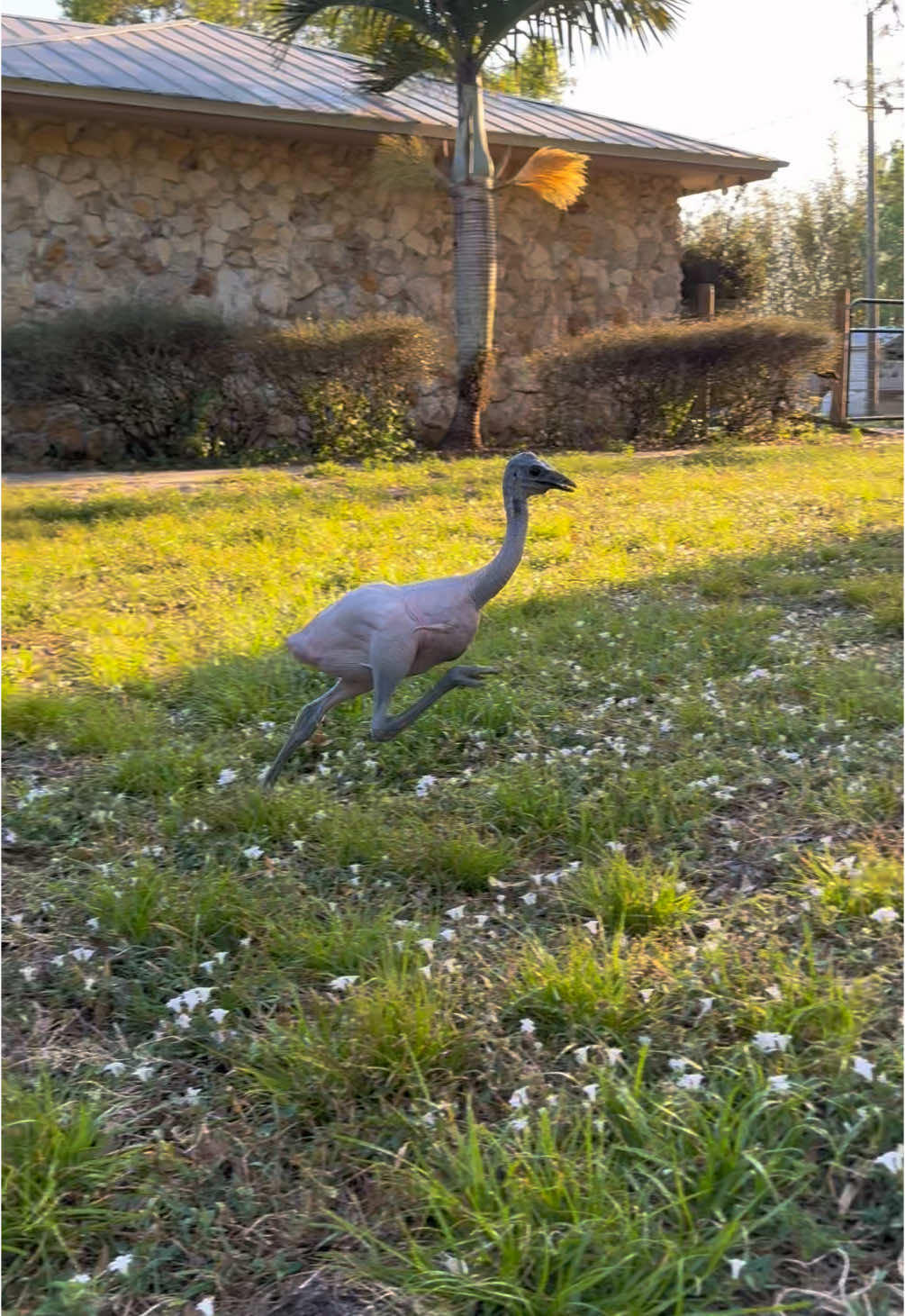 Running into the weekend like 🤪 #baldemu #emu 