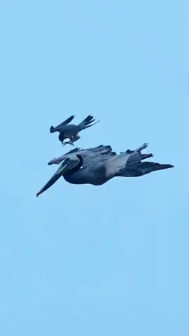 Peregrine falcon-the fastest bird #wildlife #animals #fyp 