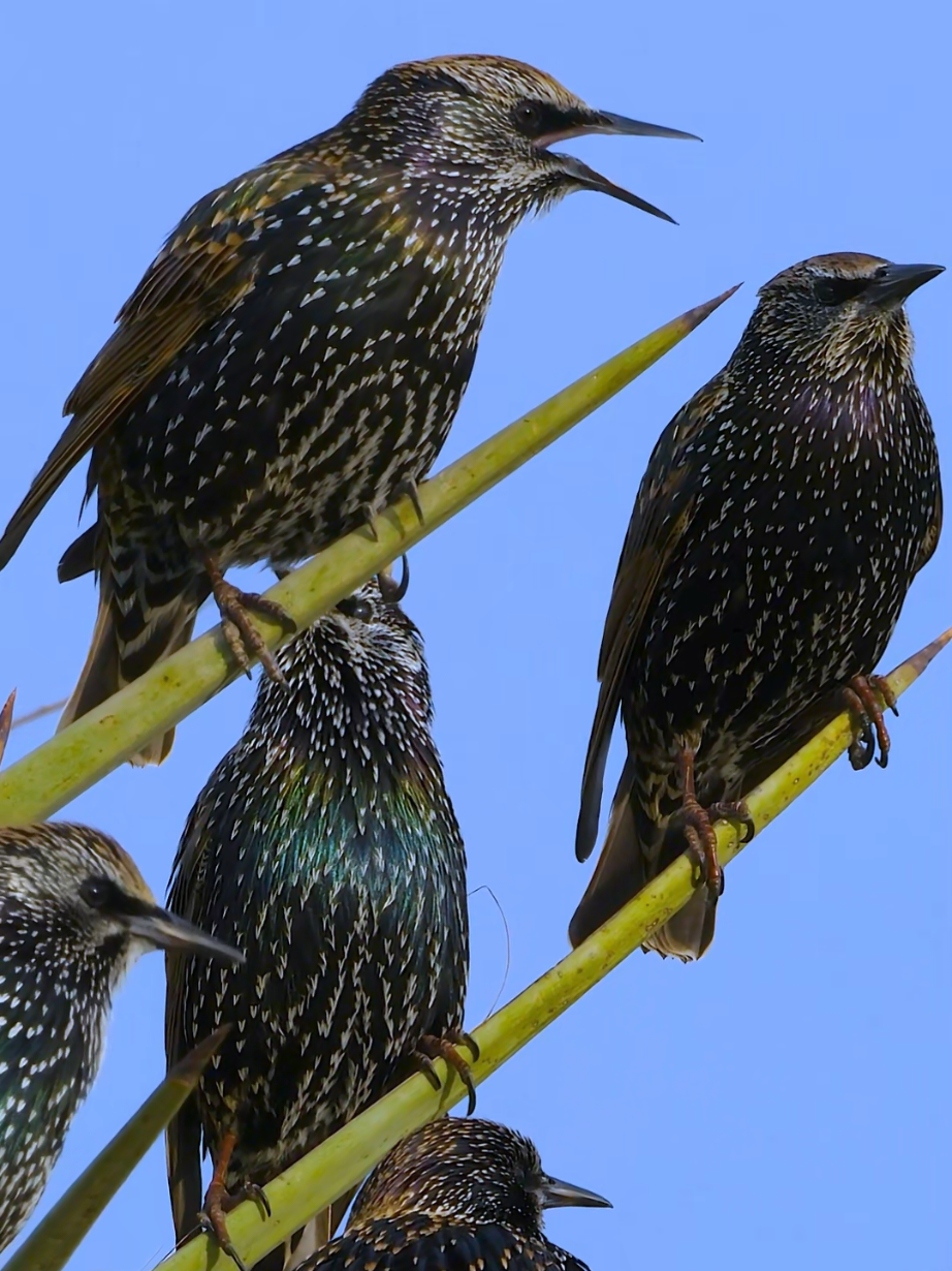 Branch: Are you here for a concert? Starlings: No, we're just discussing 
