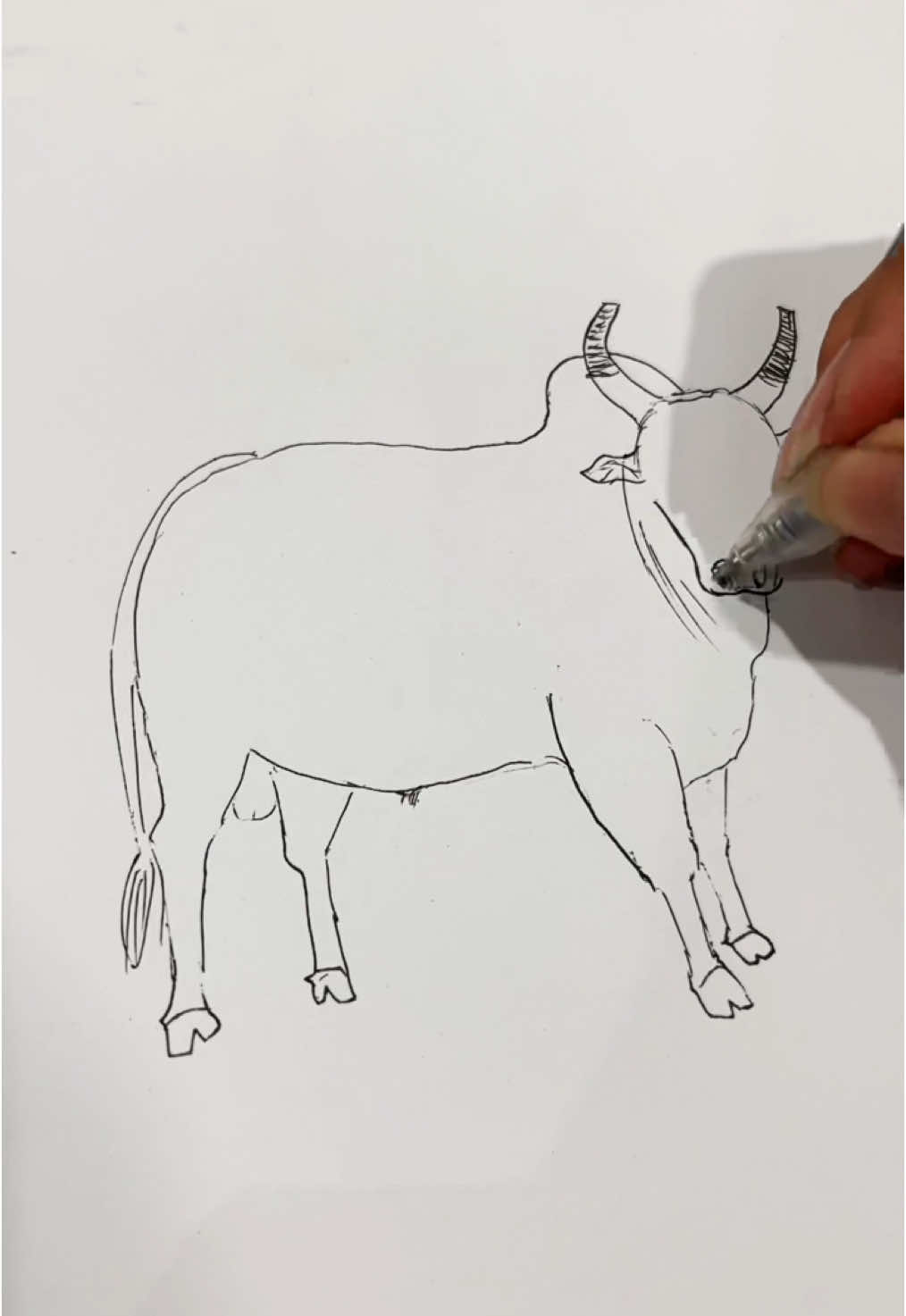 ตอบกลับ @ฟาครับ นี่ใช่เวหามั้ยคะ โคขาวยอดนักสู้🐂 #วัวชน 