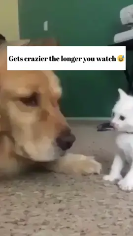 Link in bio! Unlock your dog’s full potential with our expert dog training planner! 🐾 This all-in-one planner is designed to make your dog training journey smoother, more organized, and effective. ✨ What Makes Our Planner Special? It’s not just a planner—it’s your personal dog training assistant! 1). Socialization Tracking: Record your dog’s interactions with people, other dogs, and new environments to ensure they grow into a confident companion. 2). Training Logs: Document daily training sessions, commands learned, and areas that need improvement. Perfect for staying consistent and seeing progress over time. 3). Health and Wellness Records: Keep track of vet visits, vaccinations, and medications, all in one place. 4). Behavioural Notes: Identify patterns and work on specific behaviors by noting triggers, improvements, and successes. 5). Goal Setting: Set and achieve training milestones, from mastering tricks to acing obedience. ✨ Why Tracking Matters: Consistency is key in dog training, and tracking helps you stay on top of your dog’s development. With our planner, you’ll easily identify what’s working, adjust where needed, and celebrate every win, big or small. Make every session count while building a deeper bond with your dog. Start your training journey today and take the guesswork out of dog training! 🐶💖 #DogTraining #DogLovers #DogsOfInstagram #PuppyLove #DogParents #FunnyDogs #DogTricks #PuppyTraining #dogmom (DogsOfInstagram, DogLovers, PuppyLove, DogLife, Doggy, InstaDog, Dogstagram, PuppyGram, PetLovers, FunnyDogs, DogHumor, DogsAreTheBest, CuteDogsOfInstagram, PuppyEyes, DoggoMemes, FluffyFriends, BarkBox, DogsPlaying, HappyDoggo, FetchTime, AdventurePup, BeachDog, ParkPup, ViralDogs, DogContent, DogsDaily, DogVideo, DogsWithPersonality, CanineChronicles, PawfectMoments, DogVibesOnly, WinterPaws, ChristmasPup, SummerDogDays)