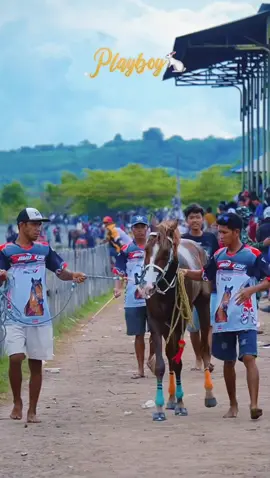 PLAYBOY si kuda gagah dengan begitu mempesona 🇮🇩 #fyp #viral #trending #horserace #pecintakuda #pacuankudantb 