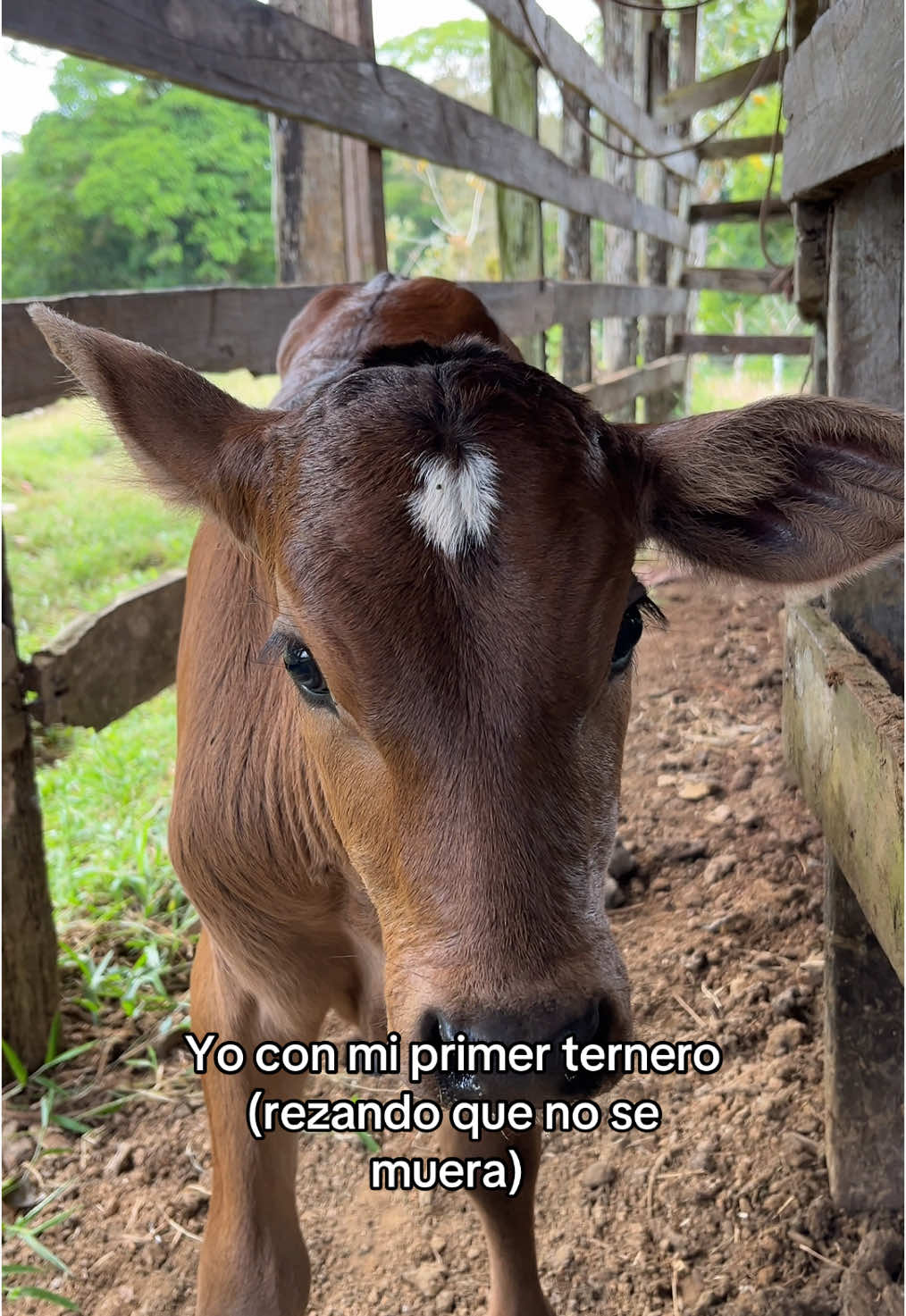 #ganaderia #finca #cowboy #cowgirl #paratiiiiiiiiiiiiiiiiiiiiiiiiiiiiiii #fyp #costarica #costarica🇨🇷 #girls #ganado #toro #terreno #becerros #trabajo #work 