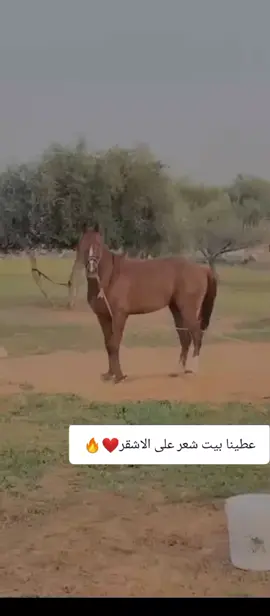 #فرسان_ليبيا 