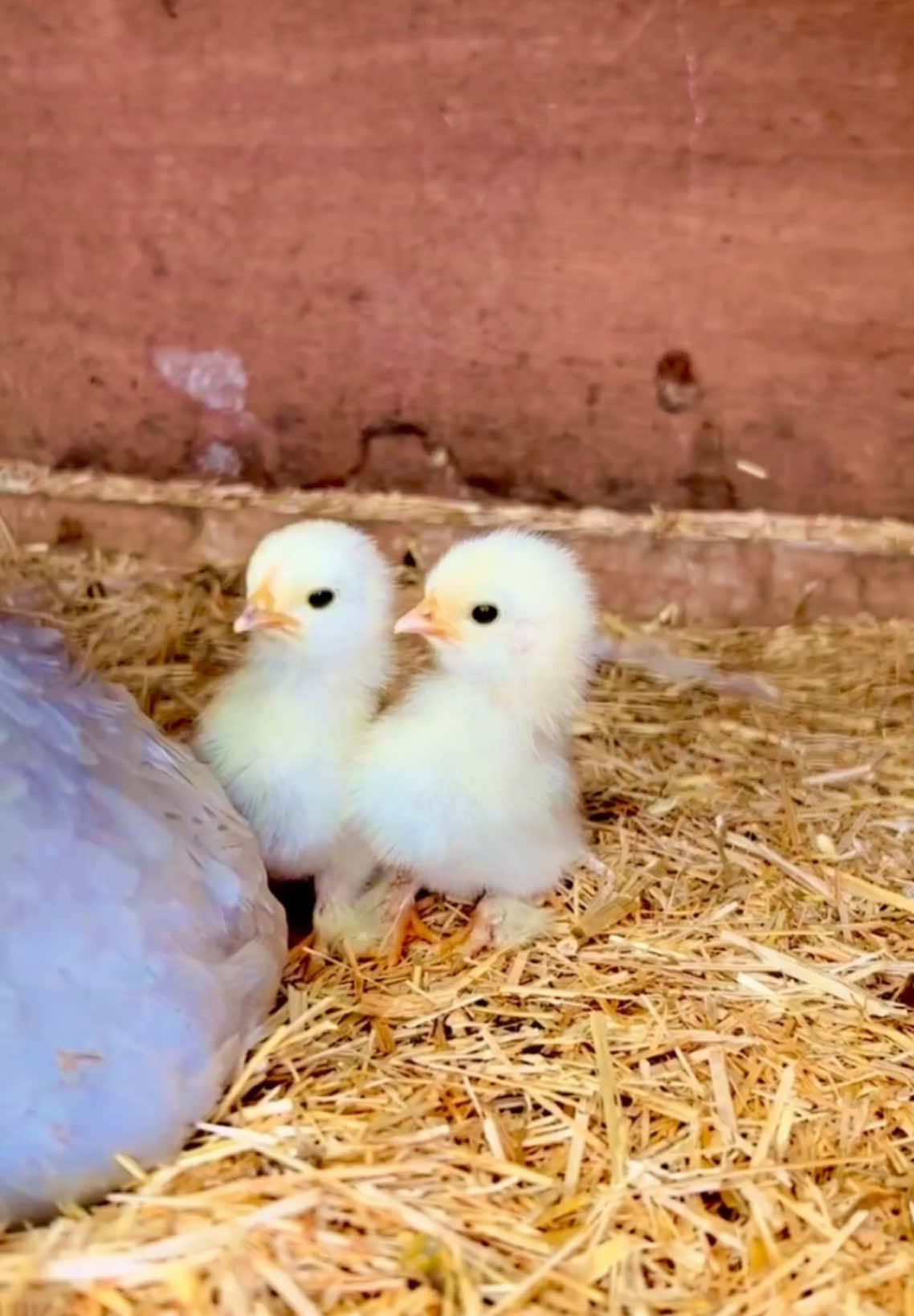 Part 4 | She hatched 4 cuties, was a GREAT mama! Sweetest hen is finally a mama chicken 🙃😘🐔 #chickenpet #cutemom #lovelychicks😍🐣 #mamahen #harvasting #newborn🐣🐔 #chickenlover❤️🐔 #Tendortop #naturaladvertiser #barredrocks #animals #fypシ #petlovers🥰❤️#fypツ♡❦࿐foryoupageシ༄🖤 #fypシ゚viral❤️tiktokmyvideo🤗foryou 