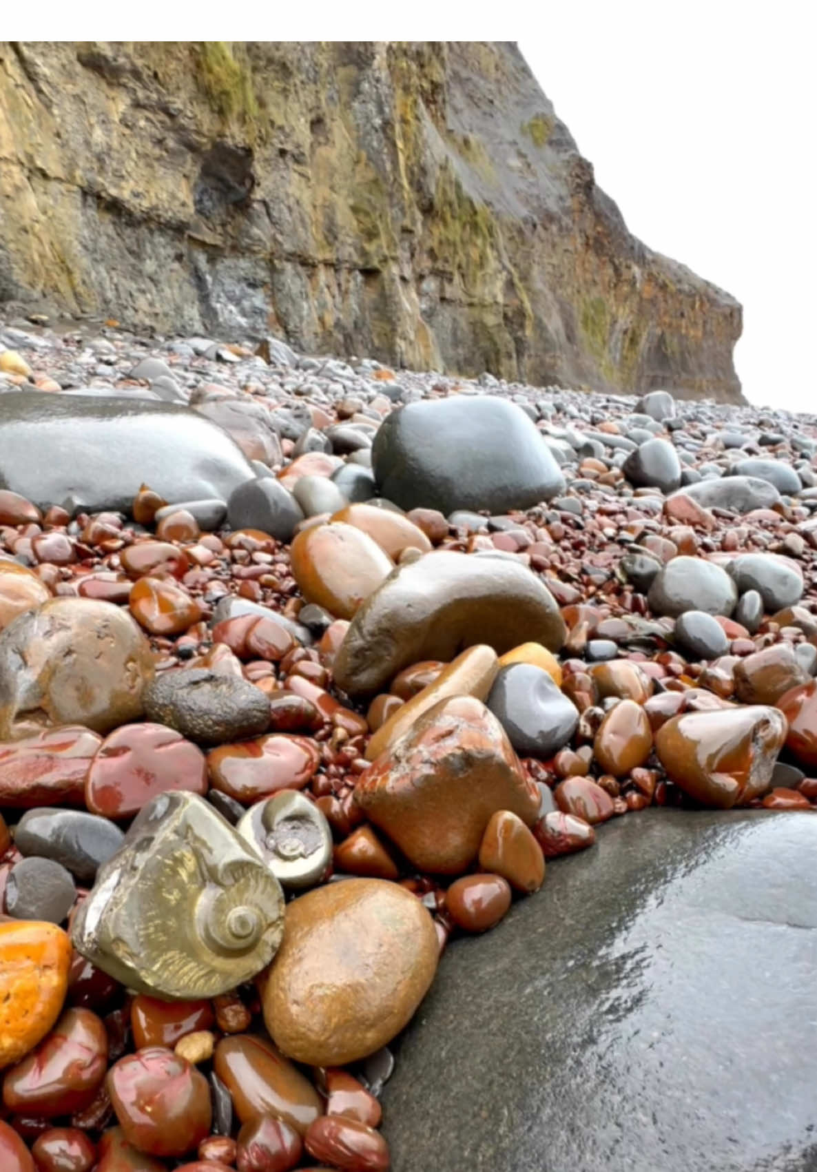 Here’s one of our Golden Nodules 😍🤯 The large nodule has an outer coating of Iron Pyrite (Fools Gold) 💎🔬 The ammonite inside is an Eleganticeras, around 185 Million Years Old, older than the majority of the land dinosaurs! 🦖🌲 #cannon #ball #fossil #fossils #cannonball #animals #art #ammonite #ammonites #dinosaur #scientist  #minerals #paleontology #whitby #geologist #dorset #geology #charmouth #jurassic #yorkshire #fyp
