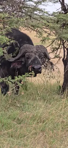 ✅️Buffalo are aggressive especially if they lonely...!!? the most dangerous animal in Savanah land..?