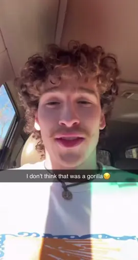 Look out for gorillas guys😏 #fyp #viral_video #memestiktok #meme #followback #massfollowing #friends #harambe 
