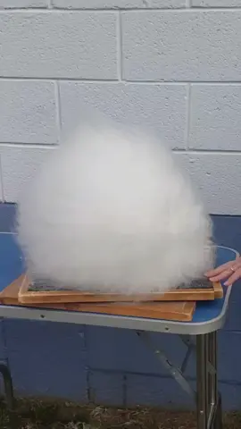 Can't resist an English Angora! #rabbitsoftiktok #bunnies #bunny #bunniesoftiktok #angora #show #fluffy #cute 
