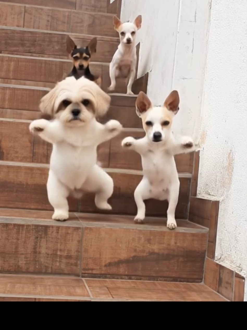 Os cachorros do Hospício. #trendingvideo #trendingsong #dog #cachorro #cachorrosdotiktok #fyp #humor #foryoupage #cachorrosengraçados 