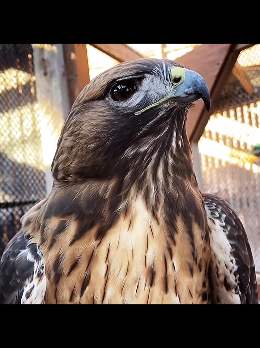 eagle voice☠️💀 #eagle #sound #animals #bird #fyppppppppppppppppppppppp 