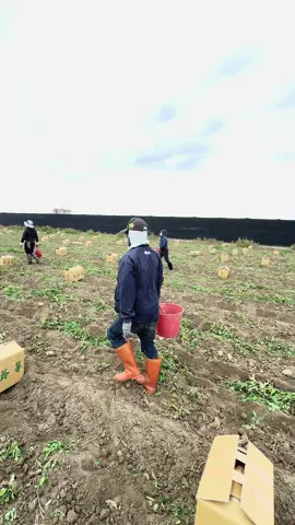 Tập đoàn nhặt khoai tây trog đó có dhs và ace làm công ty.Có ai va mình ko hẹ😃 #nguoivietnamtaidailoan 