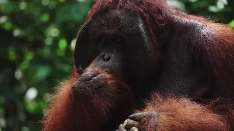 salah satu primata terbesar di dunia, Mari kita cermati lebih dekat kehidupan orangutan dan belajar dari kearifan mereka tentang cara hidup selaras dengan alam. ®️Shot Gear SONY FX3 + LENSA Sony FE 200-600mm f5.6-6.3 G #saveorangutans #savekalimantan #wildlife #sony #sonyalpha_id #sonyfx3