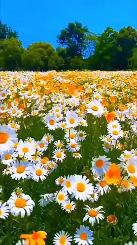 #Dios #paratiiiii #fypシ゚ #video #musicacristiana #naturaleza  #robertoorellana🎶 