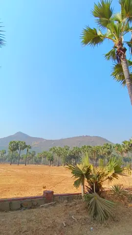 လွမ်းစရာ့ ရွာလမ်းနံဘေးကထန်းပင်တွေ #fyp #foryou #အညာအလှ #ထန်း #နွေ #beautyanyar #myanmartiktok🇲🇲🇲🇲 #ပုဂံ #foryoupage #ညောင်ဦး #သဲပြင်တော #အညာ 