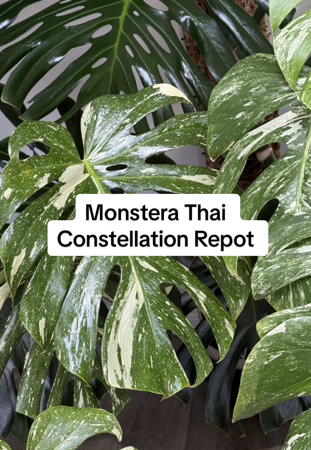 She definitely needed this #fyp #planttiktok #PlantTok #houseplants #plantlover #indoorplants #plant #plantcare #repot #monstera #thaiconstellation 