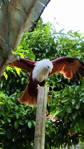 คลิป2อันแรกโดนแบน#เหยี่ยวแดง