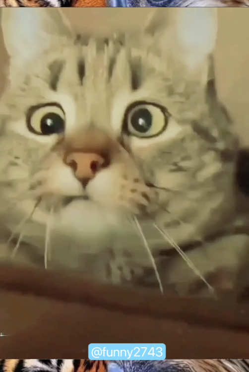 #funny #funnyanimals #funnyvideos #cuteanimals #pet #fyp 