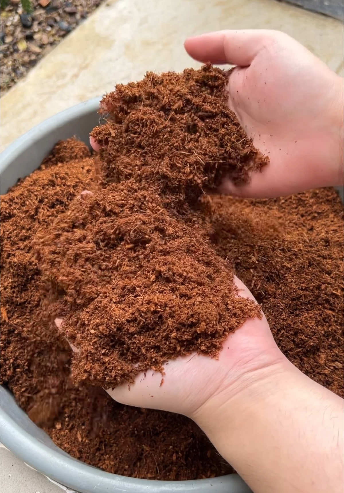Review dan Unboxing Media Tanam Cocopeat ! Cocopeat memiliki banyak manfaat sebagai media tanam yaitu untuk menjaga kelembapan media , menjaga kesuburan tanah , memperbanyak akar tanaman dll ! #cocopeat #mediatanam #soilmix #repotting #plant #plants #tanaman #tanamanhias #Ramadanekstraseru #wibgajian #cuantanpabatas #review #fyp #trending #JelajahRamadan #unboxing #asmr 