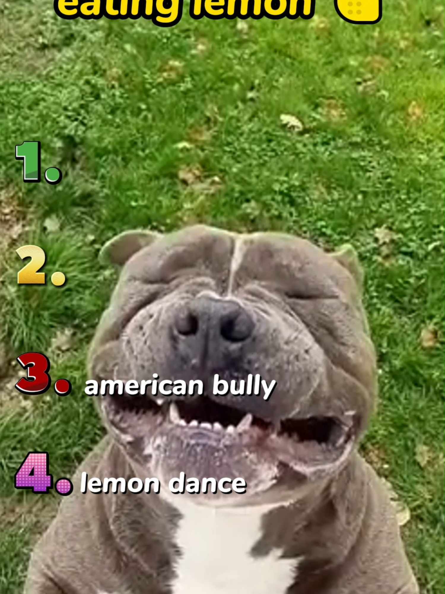 Perros comiendo limon 🍋 #humor #humortiktok #divertido #ranking