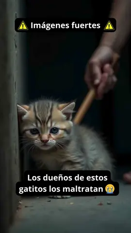 #michis #gatitos 