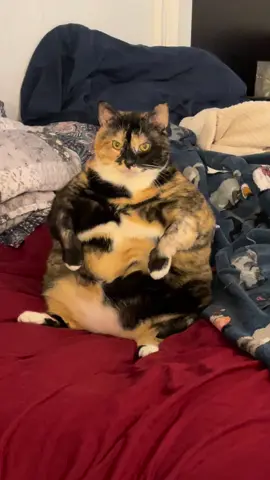 Penguin Bean for your Sunday 🐈‍⬛🤍 #fyp #foryoupage #cat #cats #catsoftiktok #catlover #cattok #catmom #PetsOfTikTok #pets 