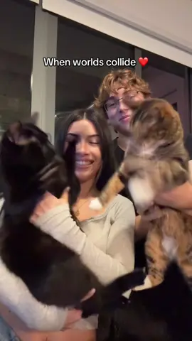 Cat version of us😍