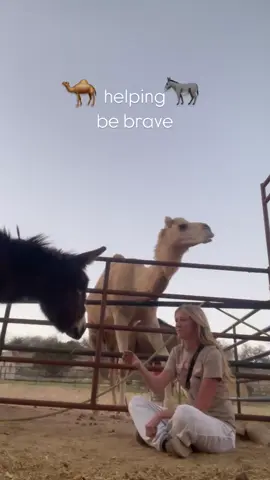It’s been a longer process gaining Ruby’s trust than it normally is with young donkeys or horses. She’s been so hesitant to trust me even after weeks of working with her.  Today I was giving Jumbo cookies and noticed she was extra curious watching him eat them. So I went and sat in her stall and gave Jumbo cookies over the fence. She watched him chew and sniffed the air. It wasn’t long before she was eating cookies from my hand. I may just have to use this method on other timid rescues needing a little reassurance. Thanks Jumbo!