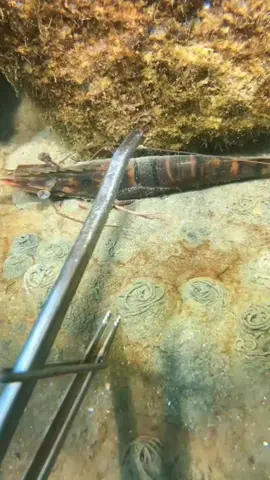 I encountered a sleeping flash shrimp on the seabed and caught it. It has been quiet. #diving #crab #catchthesea #seafood #seaside #fish